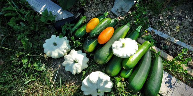 Une belle récolte de courgettes au jardin partagé de la Grive Musicienne à La Chapelle-Thouarault