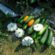 Une belle récolte de courgettes au jardin partagé de la Grive Musicienne à La Chapelle-Thouarault