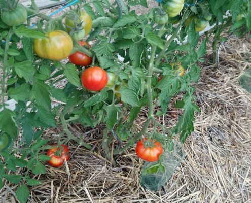 Tomates du Jardin partagé de la Grive Musicienne à La Chapelle-Thouarault