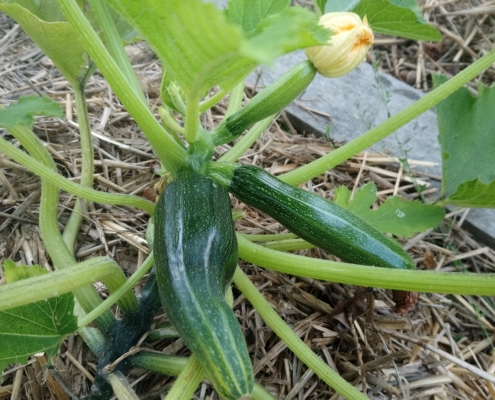 Courgettes du Jardin partagé de la Grive Musicienne à La Chapelle-Thouarault