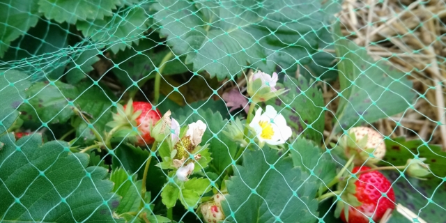 fraises du Jardin partagé de la Grive Musicienne à La Chapelle-Thouarault