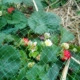 fraises du Jardin partagé de la Grive Musicienne à La Chapelle-Thouarault